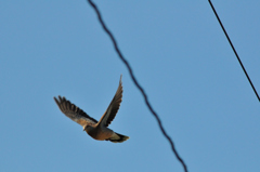 飛ぶ鳩