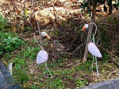 フラミンゴ