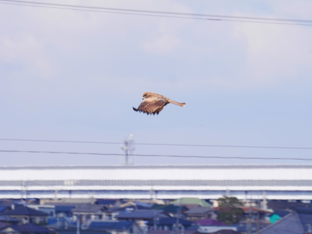 ノスリ