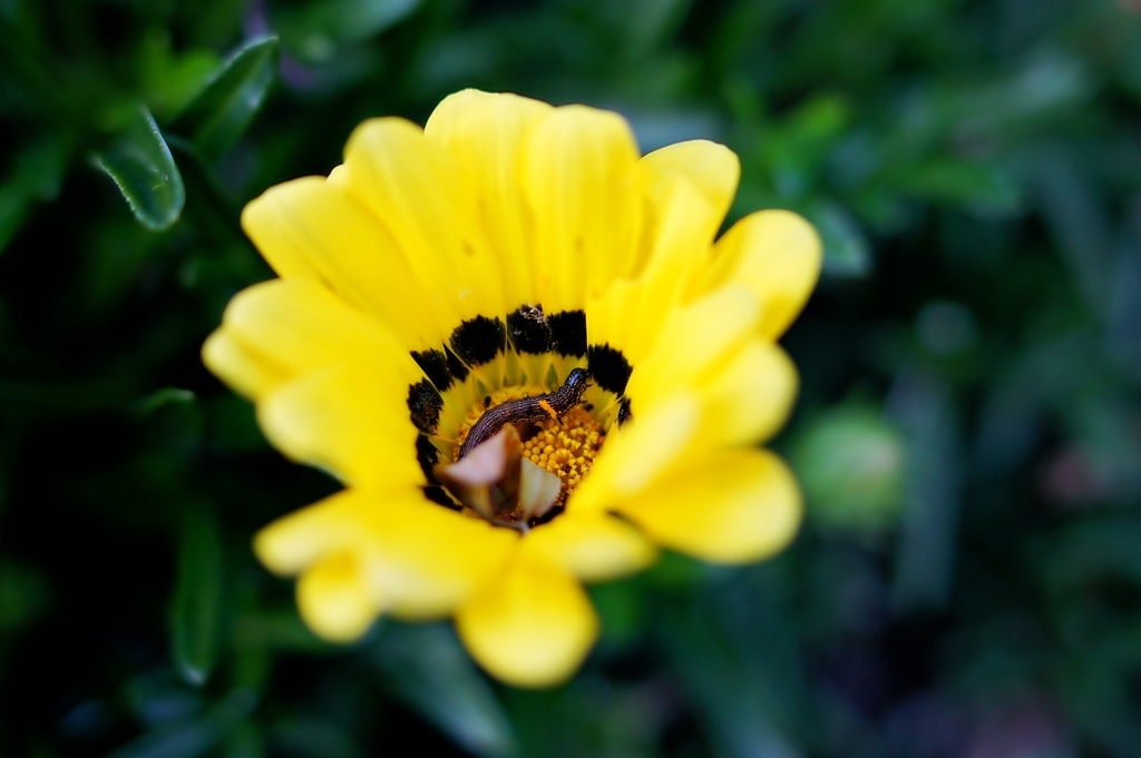 黄色いゆりかご