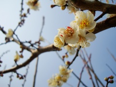 梅日和