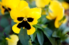黄色いパンジー