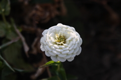白い花