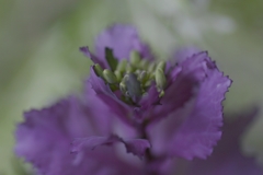 紫の葉