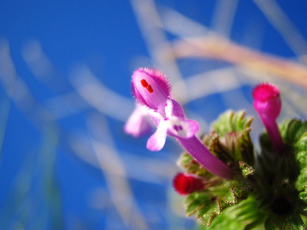 ピンクの小花
