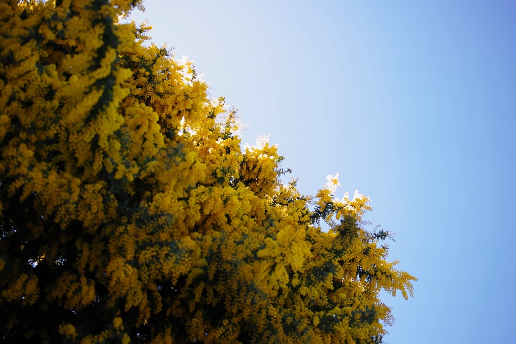 グラディエーション