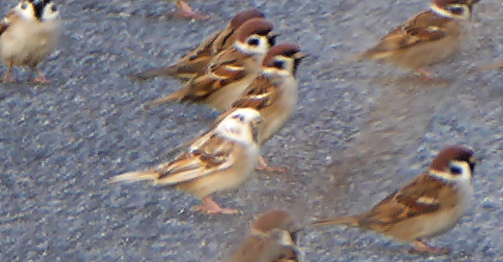 雀とセキセイインコの混血？