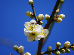 梅に青空
