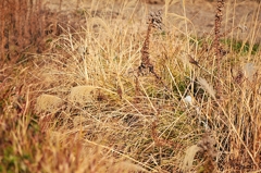 枯れ草の上に