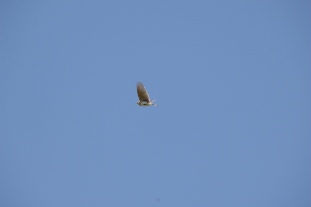 さえずるヒバリ