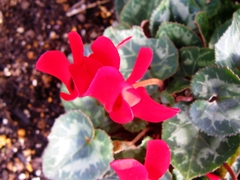 赤いシクラメン