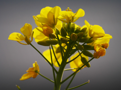 菜の花
