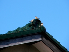 屋根の上