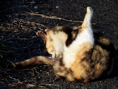 まて、ク、クサッ！