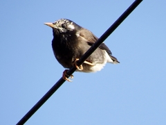 ずんぐりむっくり