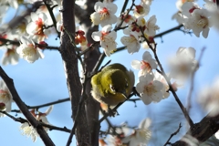 何ですかー