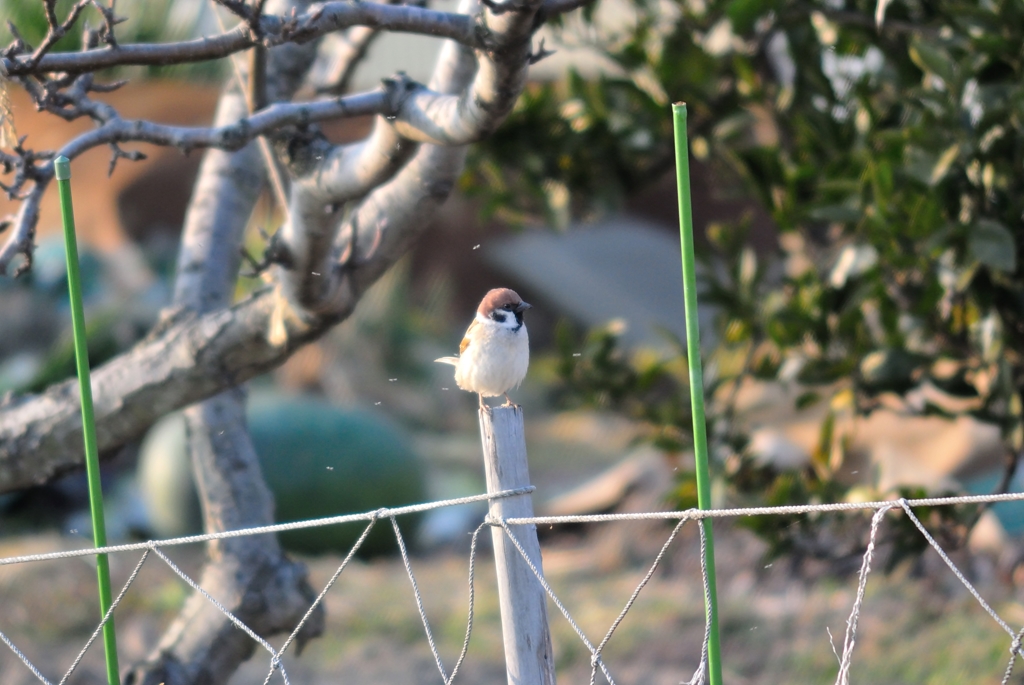 うるさい小虫！
