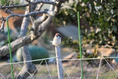 うるさい小虫！