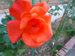 オレンジローズ