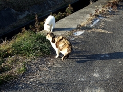 ニャ、ニャンと！