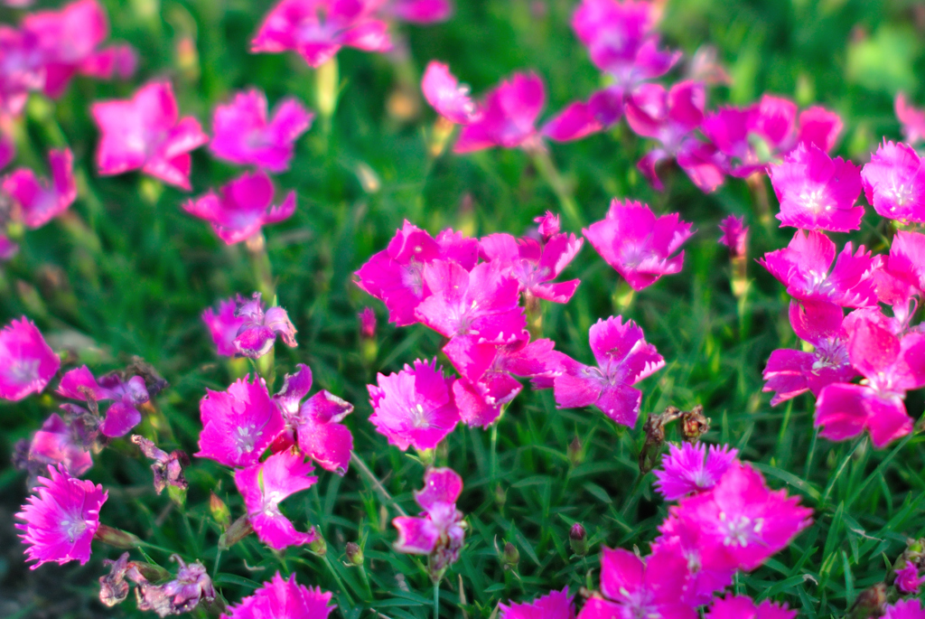 ピンクの花