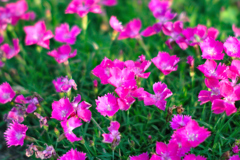 ピンクの花