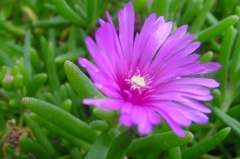 ピンクの花
