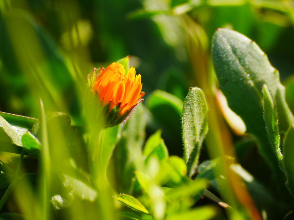 オレンジ色のつぼみ