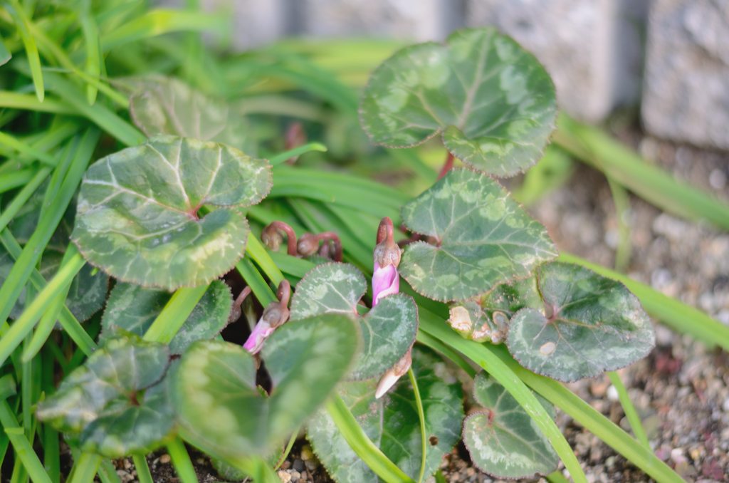 シクラメン