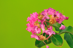 ピンクの花