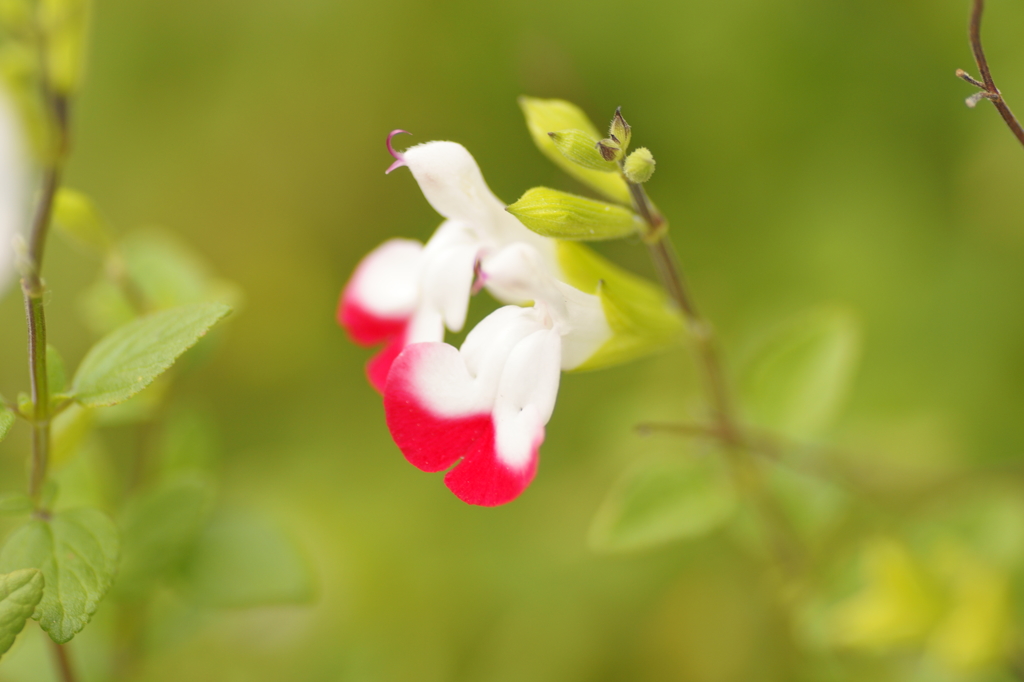 華やか