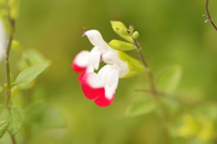 華やか