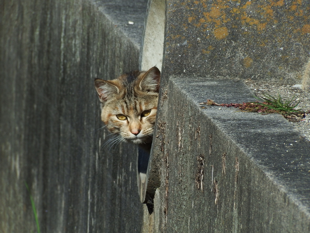にゃ、にゃんだい！