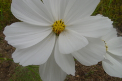 白い秋桜