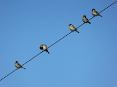電線にスズメ