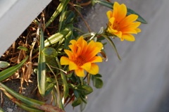 オレンジ色の花