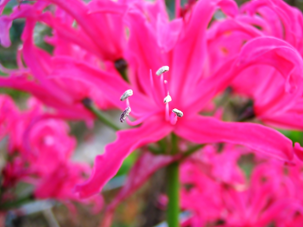 ピンクの花