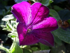 濃い紫の花
