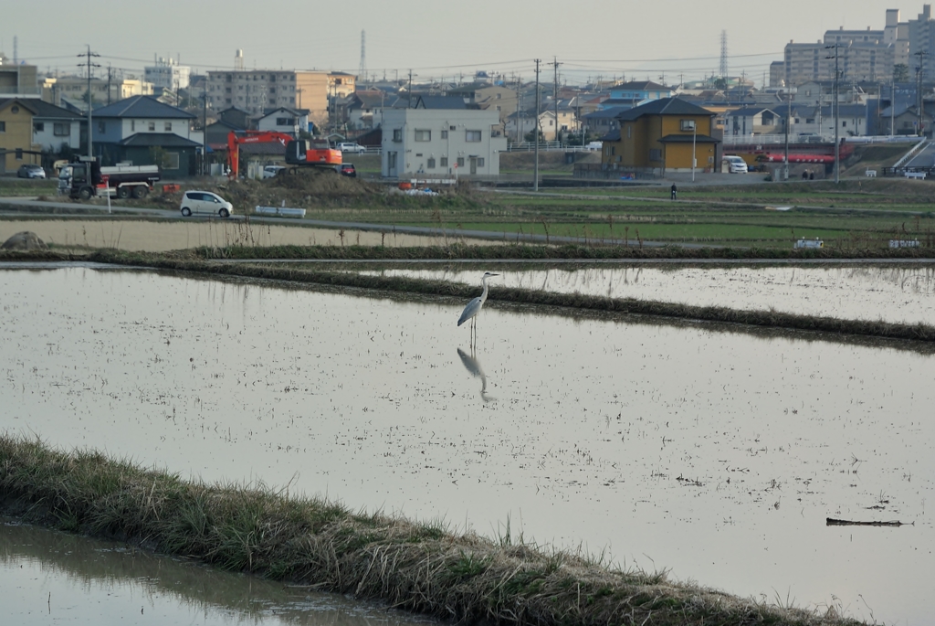 アオサギ