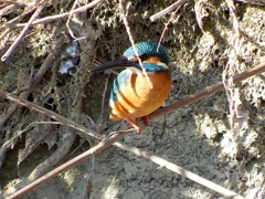 カワセミ