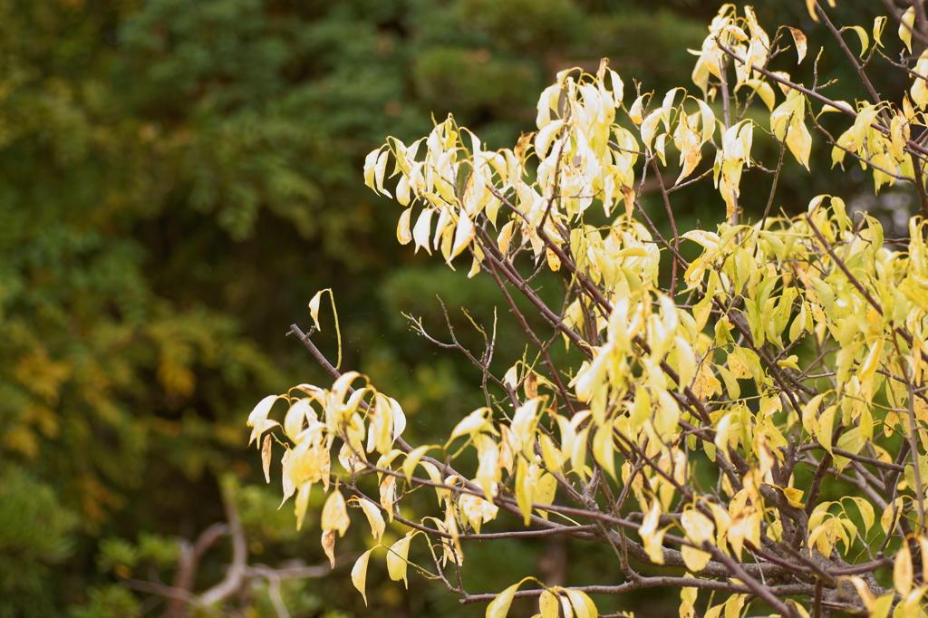 黄色い葉
