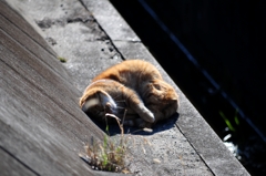 のどかだニャー