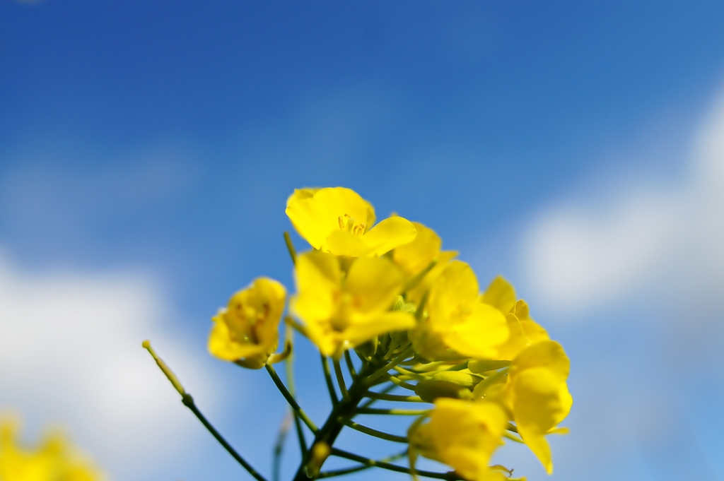 菜の花