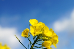 菜の花