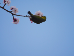 蜜を吸う