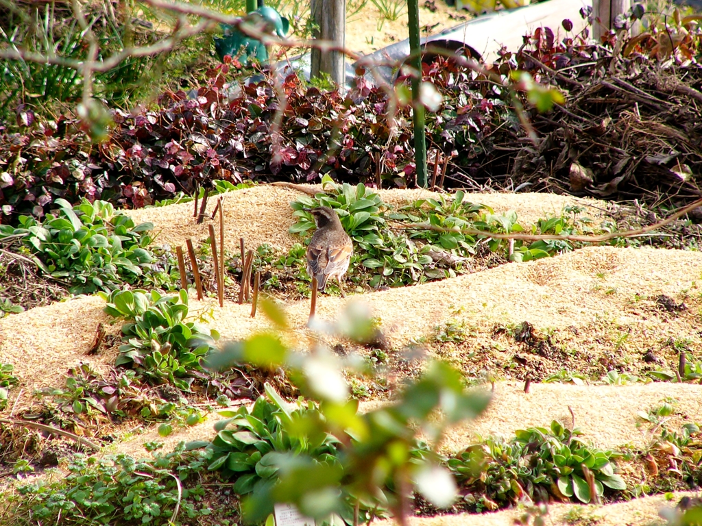 ツグミ