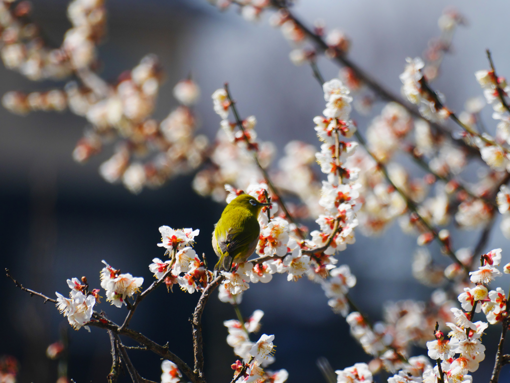 梅にメジロ