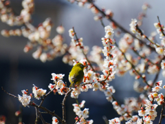梅にメジロ