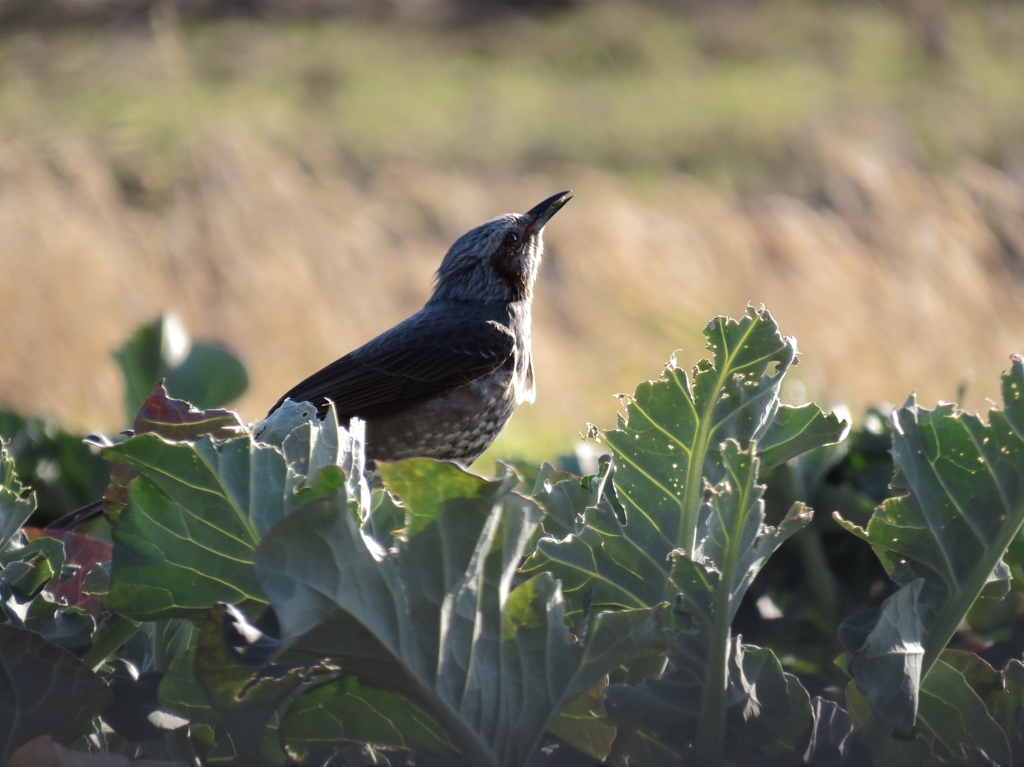 Oh～ベジタブル！