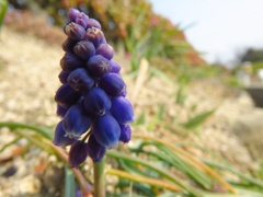 紫の花